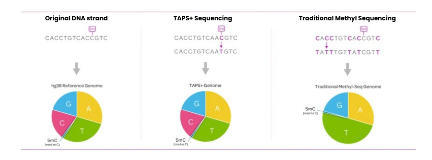 Methyl-Seq TAPS Diagram
