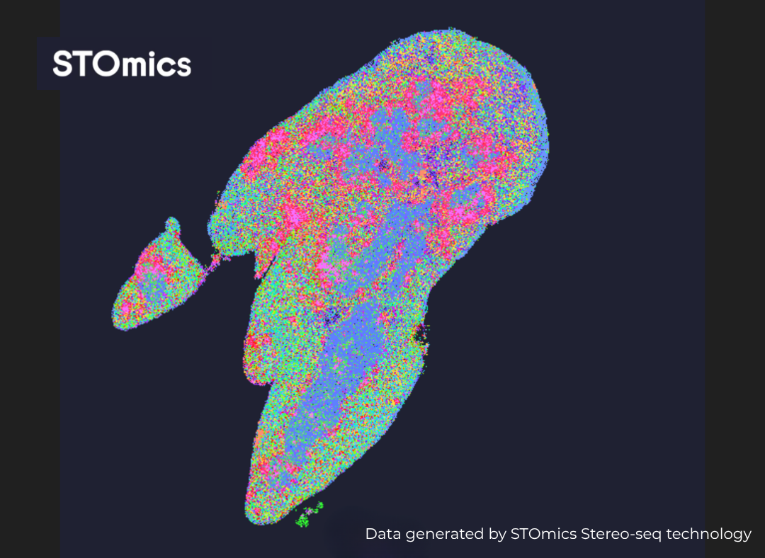 Mouse Thymus Gland Spatial Protein